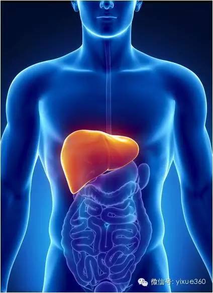 二甲双胍通过抑制肝祖细胞激活从而阻碍肝细胞癌的发展 